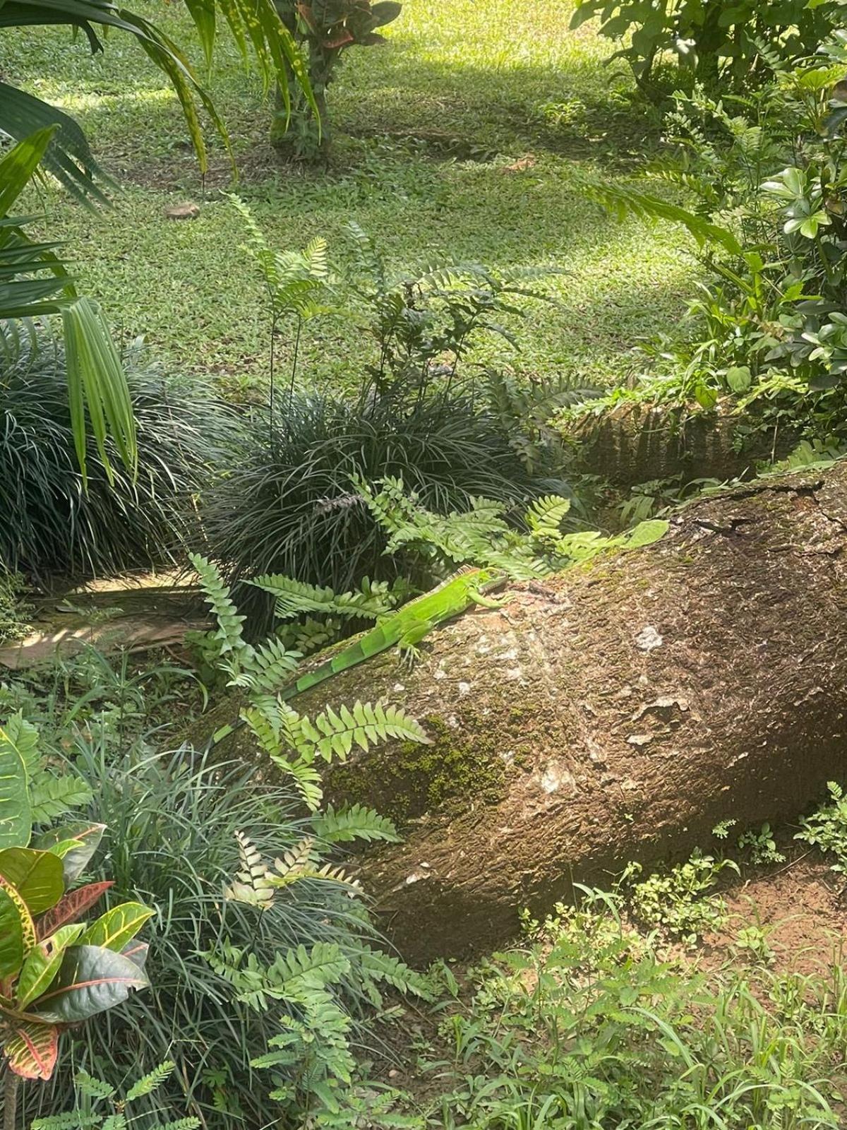 La Foresta Nature Resort Quepos Exterior foto